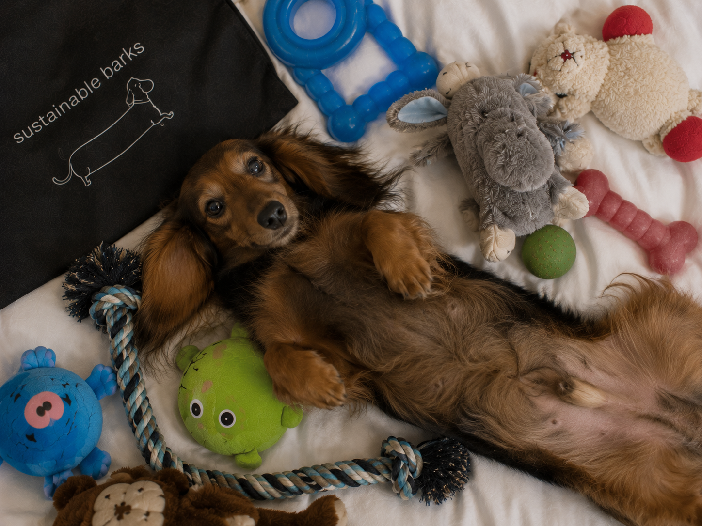 Dachshund surrounded by toys from Sustainable Barks hotel bundle