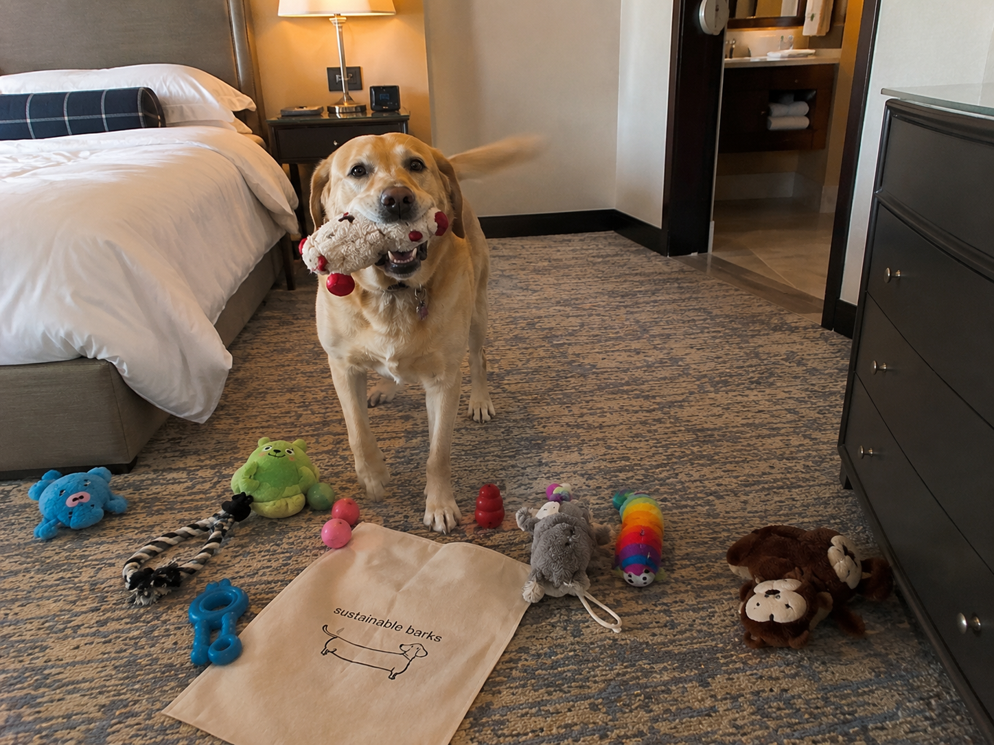 Yellow Labrador with toy in mouth from Sustainable Barks hotel welcome bundle