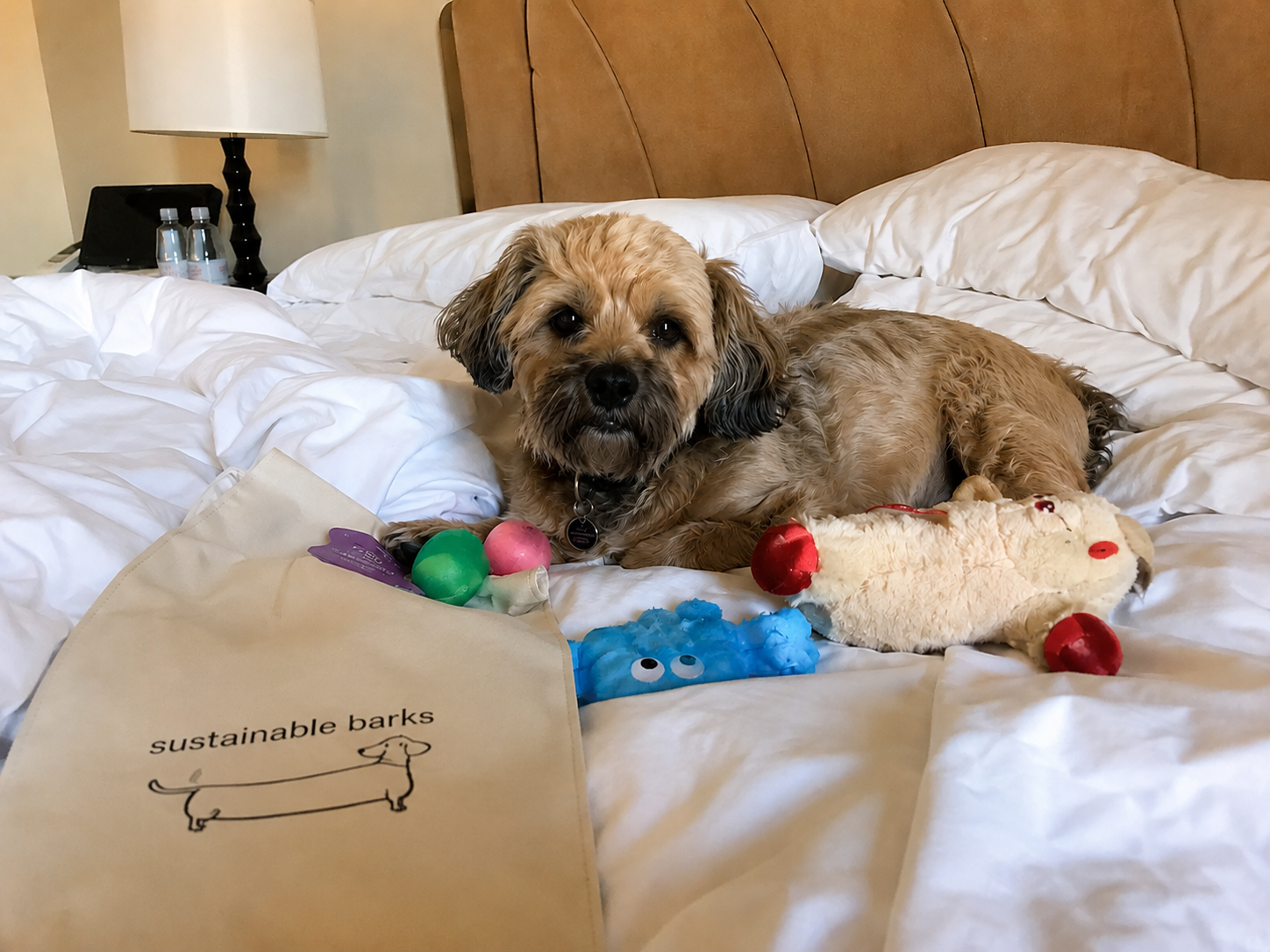 Small terrier dog on hotel bed with Sustainable Barks welcome bundle of toys