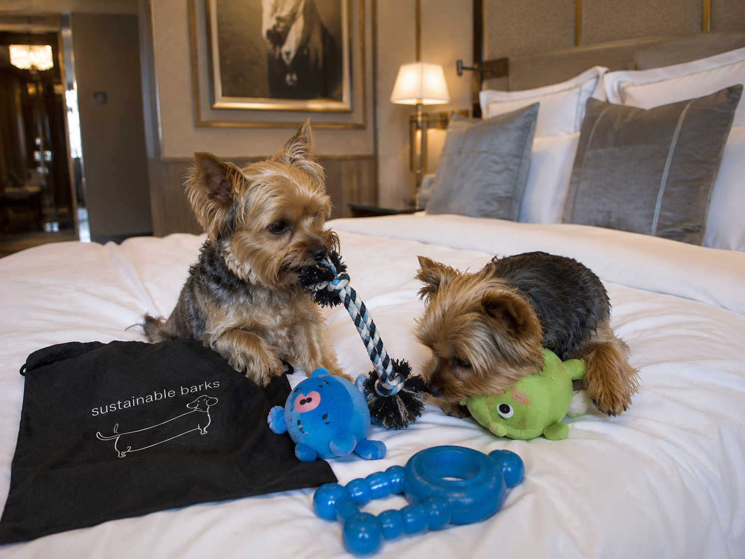 Two Yorkies playing with rope toy from Sustainable Barks bundle in luxury hotel room